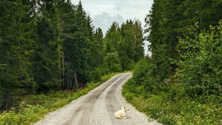 En lang, svingete grusvei som går gjennom en tett skog. En hvit sau ligger midt på veien, og trærne rundt er grønne og tette.