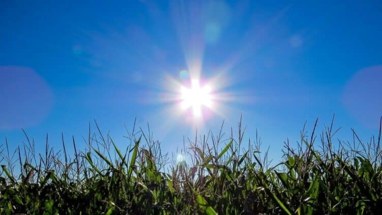 Sommer hos MS-forbundet